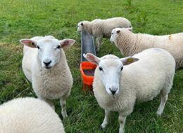Sheep looking at camera