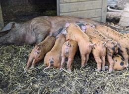 Pigs feeding from mum