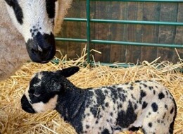 Thumbnail c6c8813f a585 437e 881c 174541e90f4b