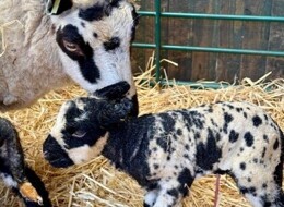 Thumbnail f9bf9a52 93e4 419a 8fd4 a7e0df5b8e50