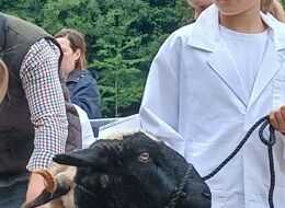 Sheep handling