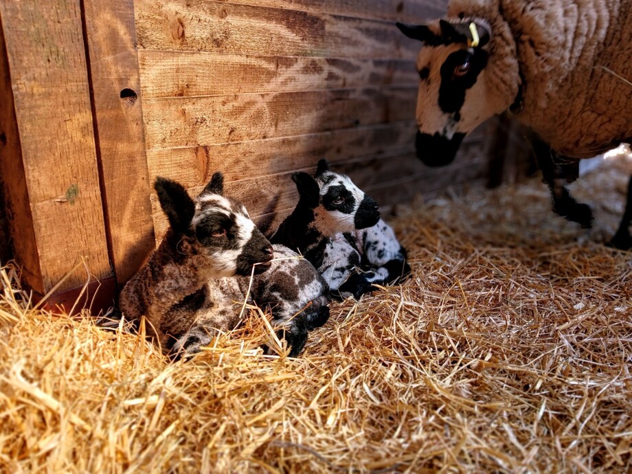 Lambs for tv