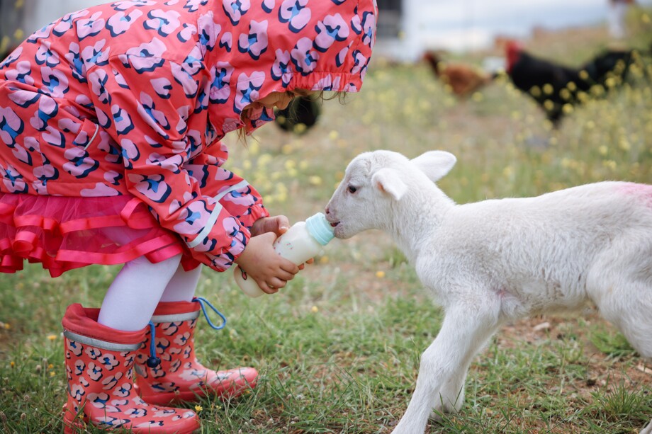 IStock girl with lamb 1489461836