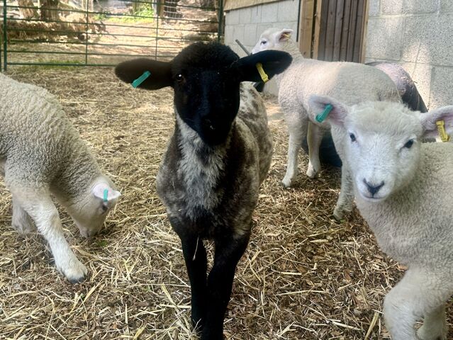 We love visiting the farm!